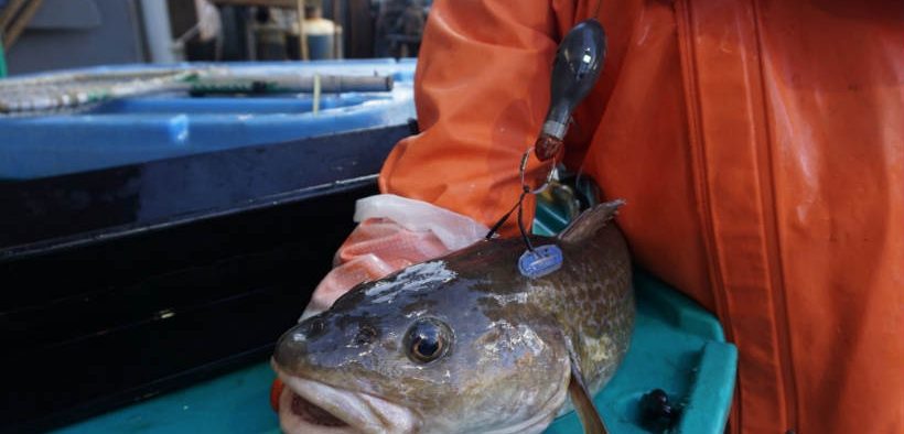 Tracking Cod in the Aleutian Islands | Commercial Fishing | Fish Focus