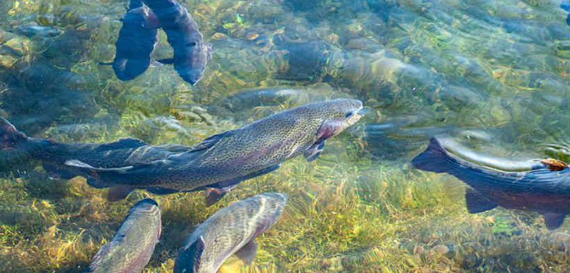 COOKE AQUACULTURE PACIFIC 2