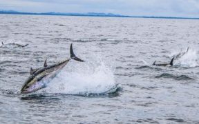 Bluefin tuna scientific catch-tag-and-release angling fishery 2020
