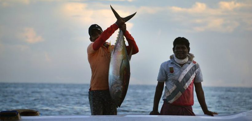 FIP LAUNCHED FOR LONGLINE TUNA