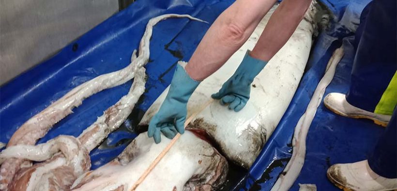 Giant squid and glowing sharks surprise finds for NZ scientists