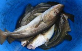 NORWEGIAN FRESH COD EXPORTS