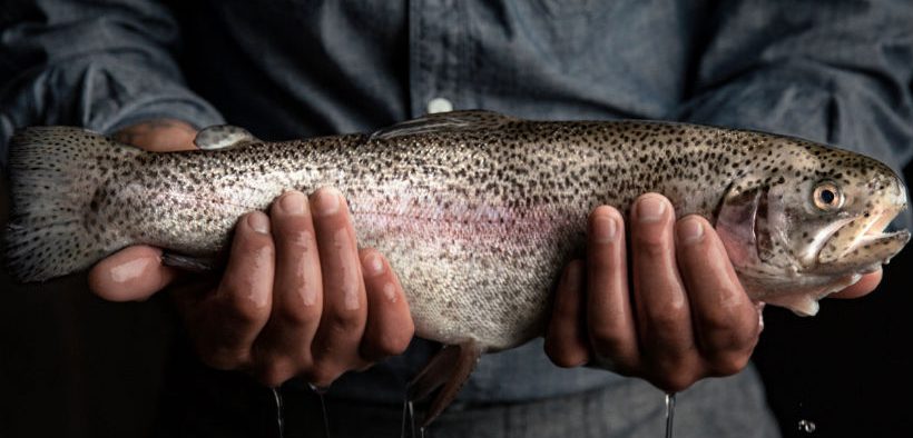 RIVERENCE BECOMES LARGEST TROUT