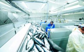 NORWAY WORKING TO SUPPLY SEAFOOD