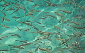 COOPERATION BRINGS IMPROVEMENTS