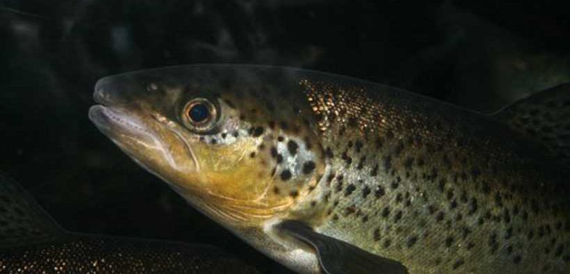 PLANS TO GROW AQUACULTURE