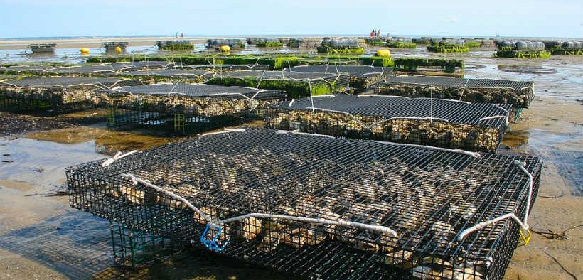 scottish-aquaculture-funding-boost