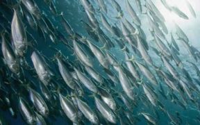 DANISH SUPPLIERS HELP FISH PRODUCERS