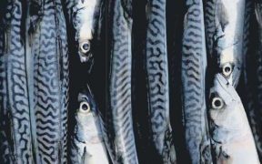 MACKEREL AND HERRING COULD HELP
