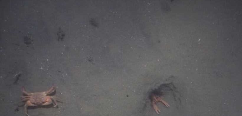 SURVEYING DUBLIN BAY PRAWN