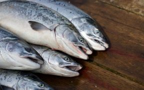 norway-dismisses-covid-salmon-rumours