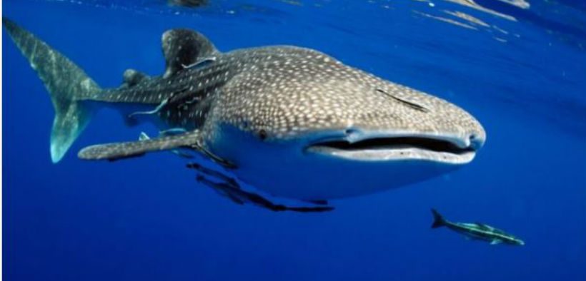 FOS Launches Whale Watching Standard
