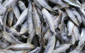RUSSIAN FROZEN FISH PRICES REMAIN