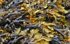 boost-for-tanzanian-seaweed-farmers