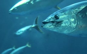 dutch-company-joins-global-tuna-alliance
