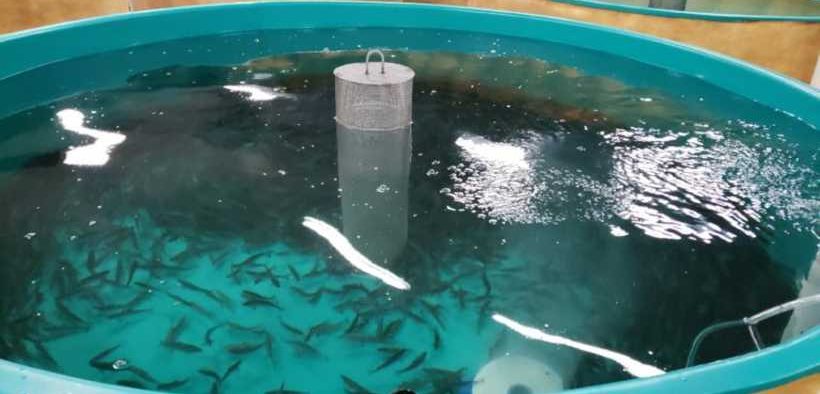 AQUABOUNTY MAKING SIGNIFICANT PROGRESS