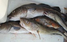 COD AND MONKFISH COULD DISAPPEAR