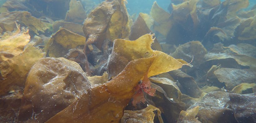 Australian Seaweed