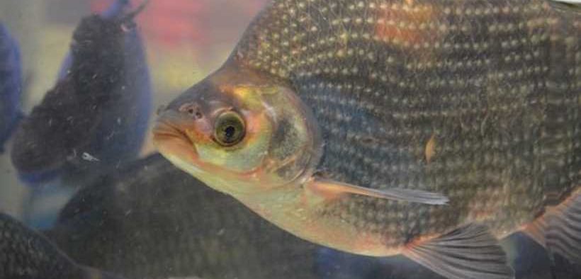 TILAPIA MARKET EXPECTED TO GROW