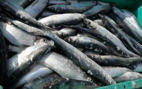 Atlanto-Scandian herring