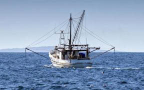 Australian seafood given sustainability tick for seventh consecutive year