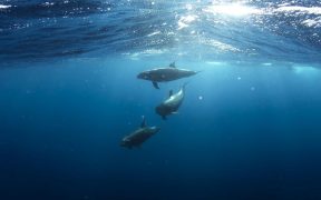 EC must stop France and Spain from killing thousands of dolphins, warn NGOs