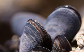 Laundry fibres can damage mussels