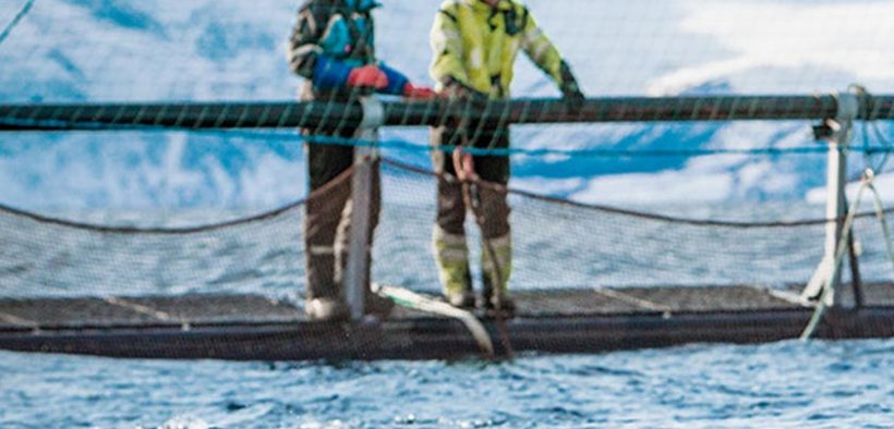 MSD Animal Health launches research bursary for aquaculture