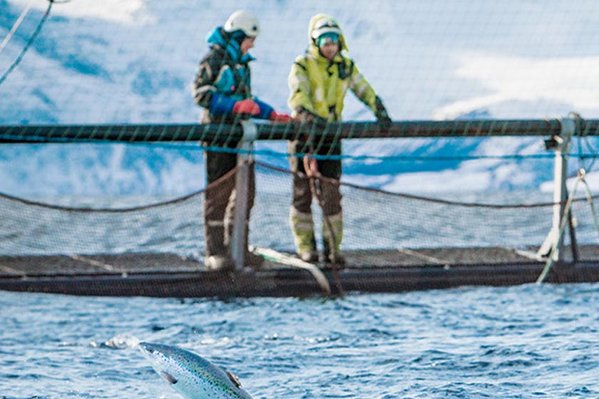 MSD Animal Health launches research bursary for aquaculture