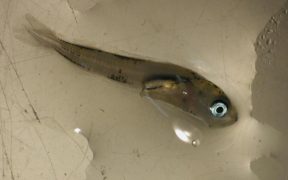 New study of Alaska pollock provides insight into survival rates