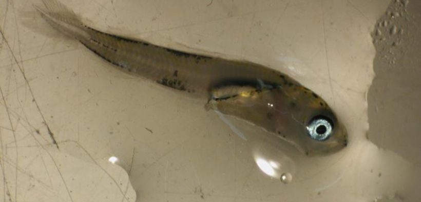 New study of Alaska pollock provides insight into survival rates