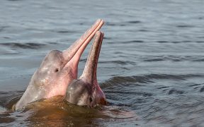 On World River Dolphin Day WWF showcases five remaining species