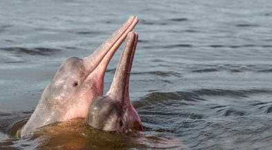 Freshwater Dolphin