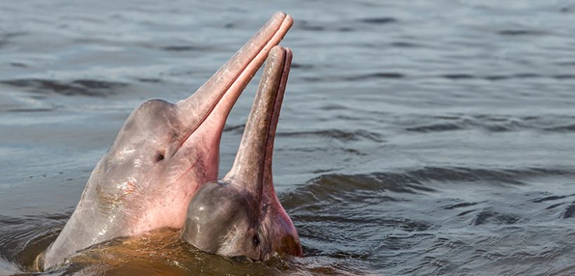 On World River Dolphin Day WWF showcases five remaining species