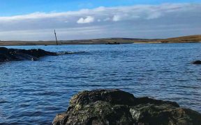 Orkney Shellfish Hatchery successfully cultures Native Flat Oysters on land
