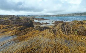 SBIR contracts awarded to develop new ways of assessing seaweed