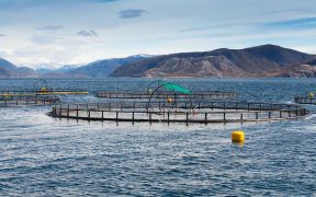 Scottish farmed salmon production soars