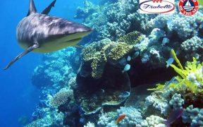 Webinar on Sharks species threats and status