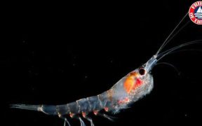 SUSTAINABLE PRODUCTION OF ANTARCTIC KRILL
