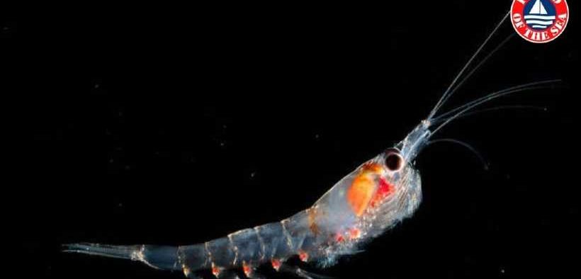 SUSTAINABLE PRODUCTION OF ANTARCTIC KRILL