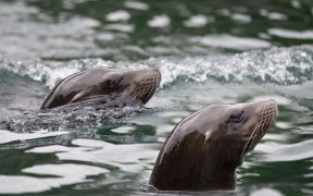 Tristan da Cunha creates huge marine reserve