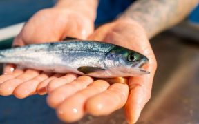 a-better-future-for-us-all-scottish-salmon-sustainability-charter