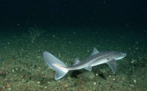how-genetics-is-helping-to-determine-spiny-dogfish-predation-on-cod