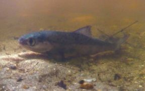 A GOOD YEAR FOR YOUNG SALMON