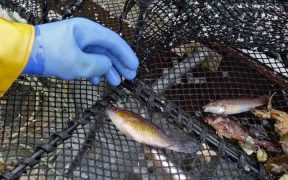 CONTROLS FOR SCOTTISH WRASSE FISHERIES