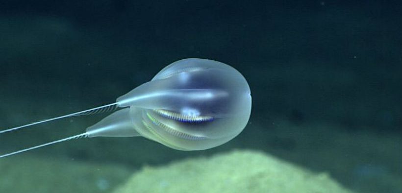 new-marine-species-found-near-puerto-rico