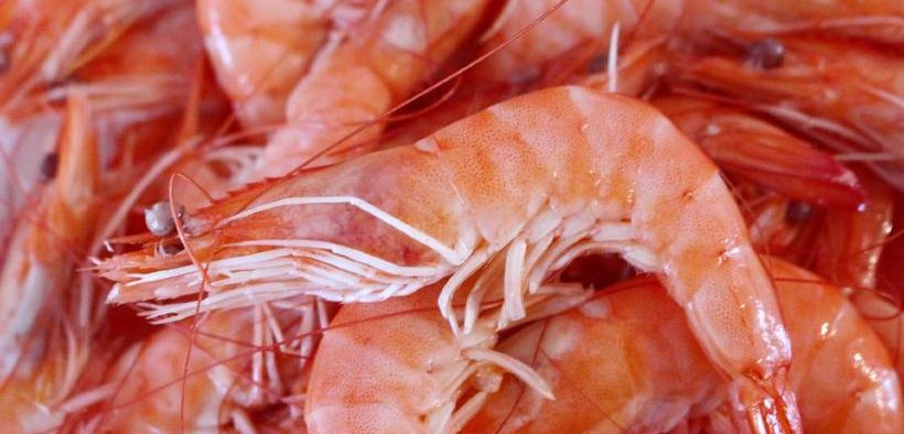 plans-for-new-shrimp-facility