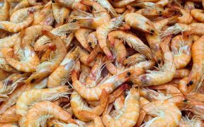 the-shrimp-industry-elevating-its-performance-globally