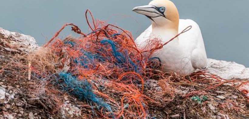 CANADA REMOVES GHOST GEAR