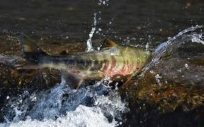 TRANSFORMATION OF CANADIAN FRESHWATER